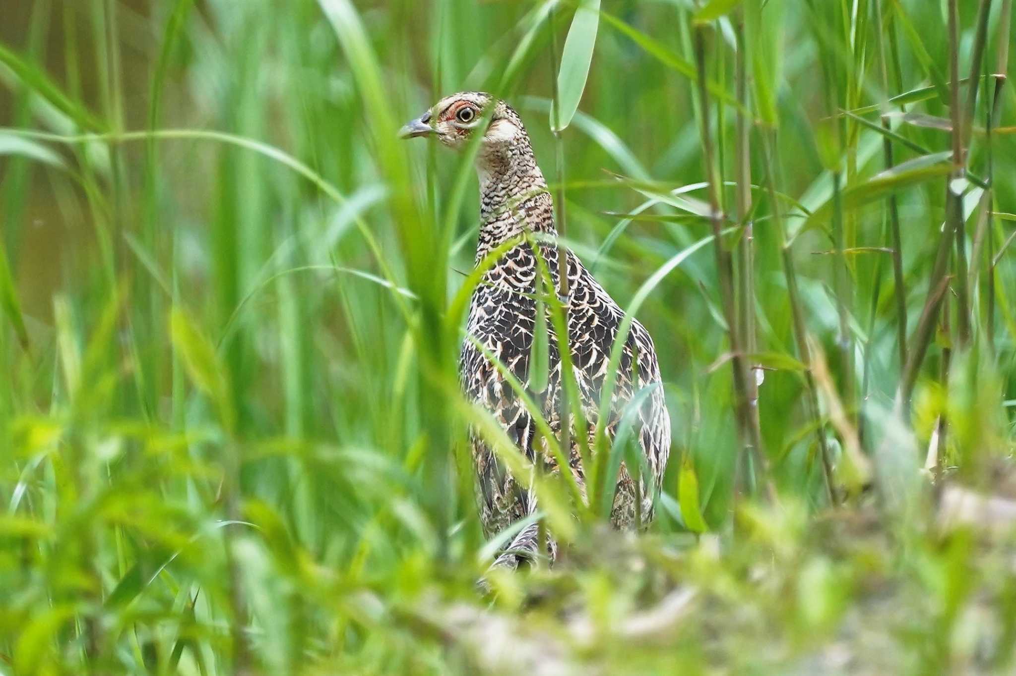  キジの写真 by におの鳥っぷ