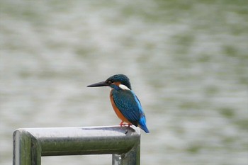 カワセミ 都立浮間公園 2021年5月29日(土)