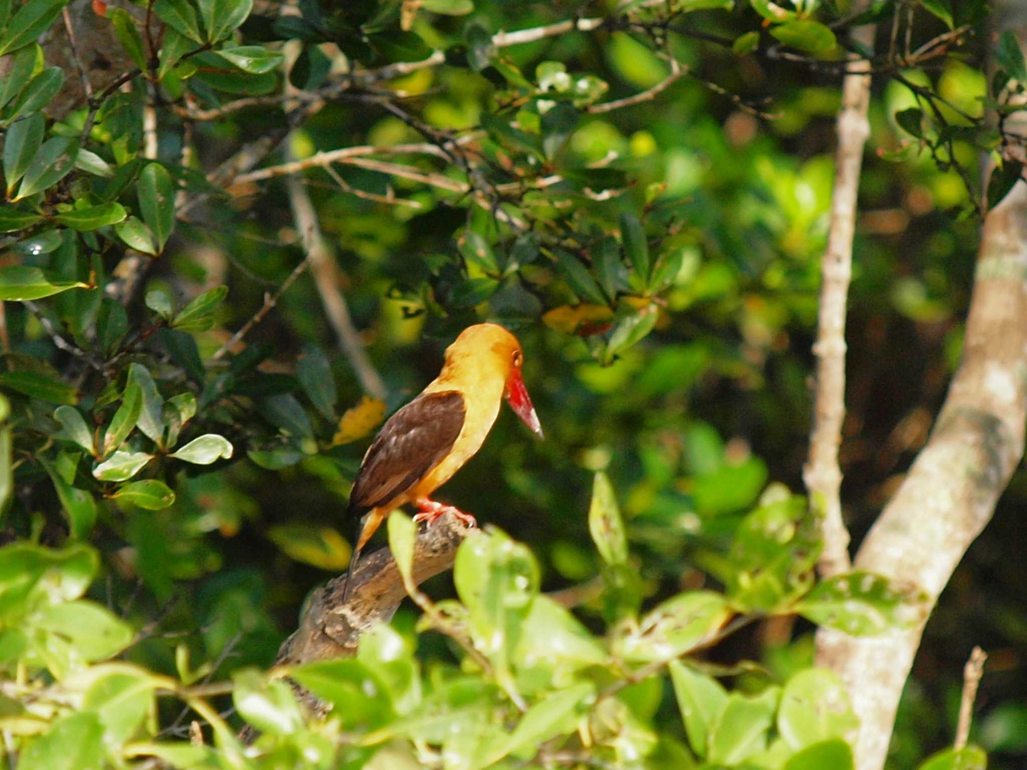 Sundarbans Tiger Camp #9 by Taxi's Bar