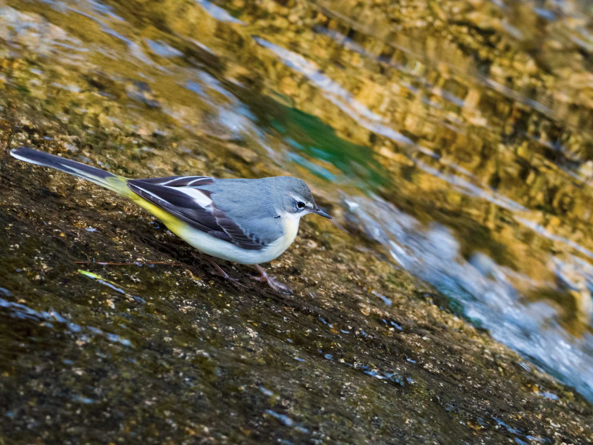 Photo of Grey Wagtail at 甲山森林公園 by ハク