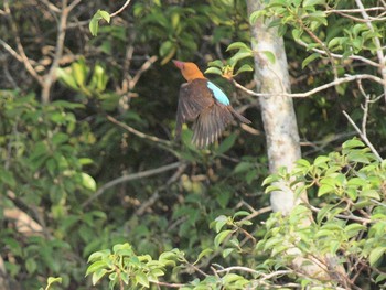 Brown-winged Kingfisher Havelock Island Sun, 10/24/2010