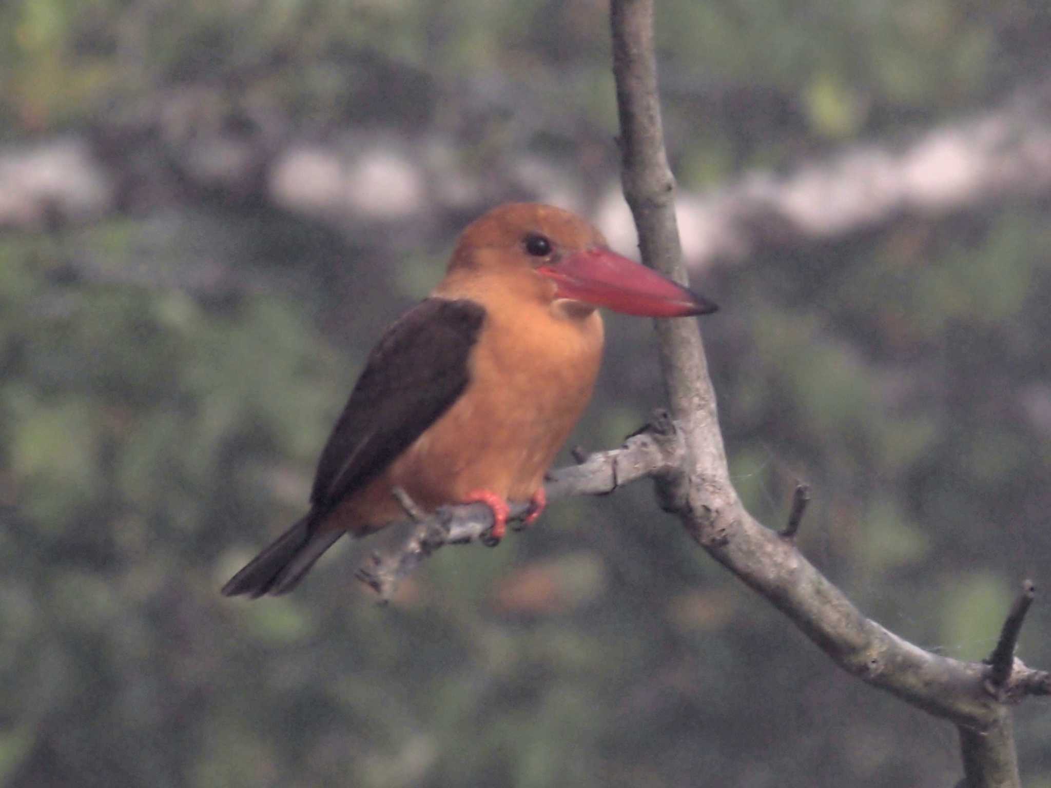 Sundarbans Tiger Camp #10 by Taxi's Bar