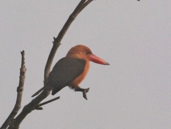 Brown-winged Kingfisher Havelock Island Tue, 2/8/2011