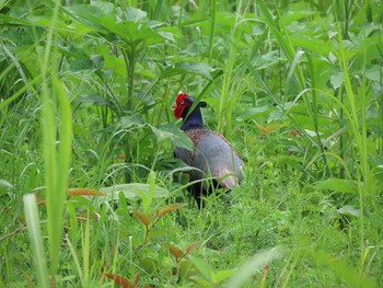 キジ 多摩川（稲城大橋） 2021年5月29日(土)