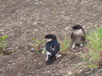 Sat, 5/29/2021 Birding report at 多摩川（稲城大橋）