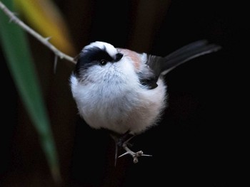 Long-tailed Tit 甲山森林公園 Mon, 1/23/2017