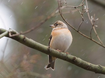 Brambling 甲山森林公園 Mon, 1/23/2017