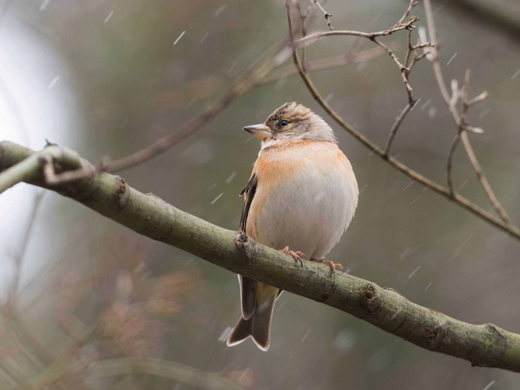 Photo of Brambling at 甲山森林公園 by ハク