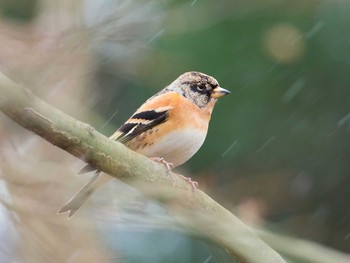 Brambling 甲山森林公園 Mon, 1/23/2017