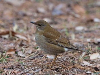 Pale Thrush 甲山森林公園 Mon, 1/23/2017