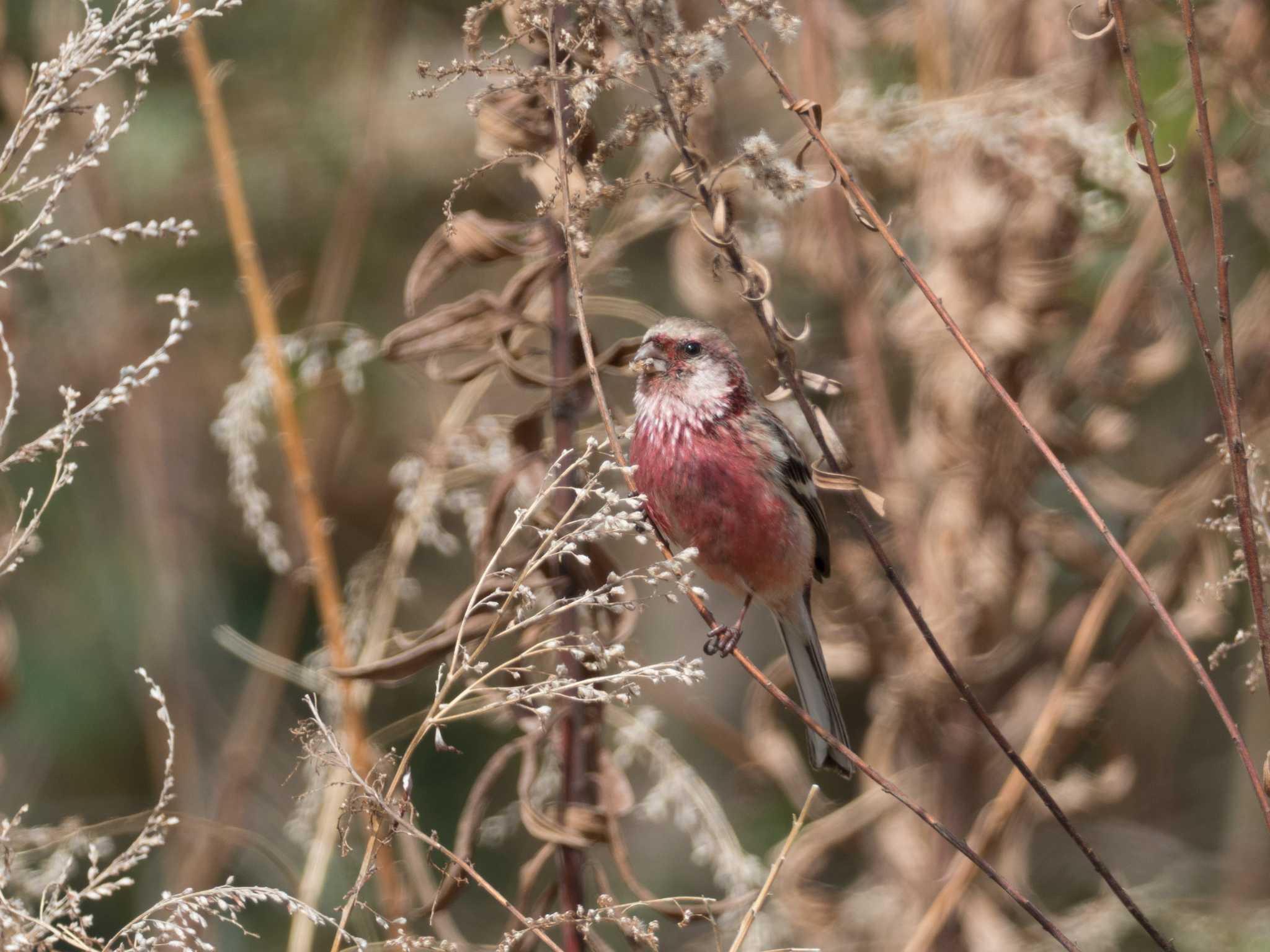 Photo of Siberian Long-tailed Rosefinch at 甲山森林公園 by ハク