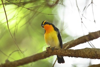 Narcissus Flycatcher 長倉神社 Sat, 5/29/2021