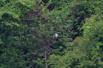 Common Cuckoo 水ヶ塚公園 Sat, 5/28/2016