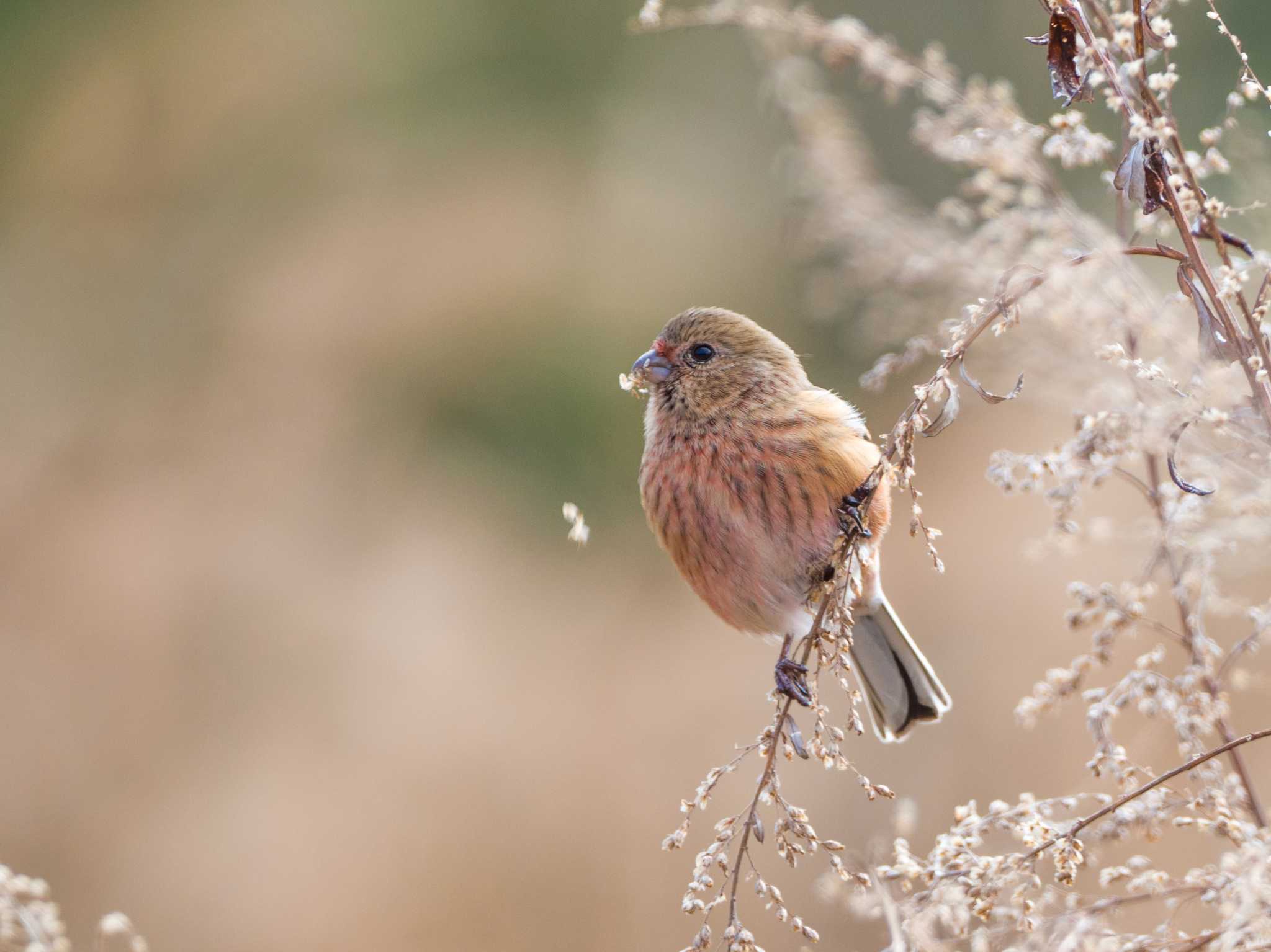 Photo of Siberian Long-tailed Rosefinch at 甲山森林公園 by ハク