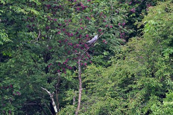 Common Cuckoo 水ヶ塚公園 Sat, 5/28/2016