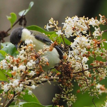 Sat, 5/29/2021 Birding report at Shakujii Park