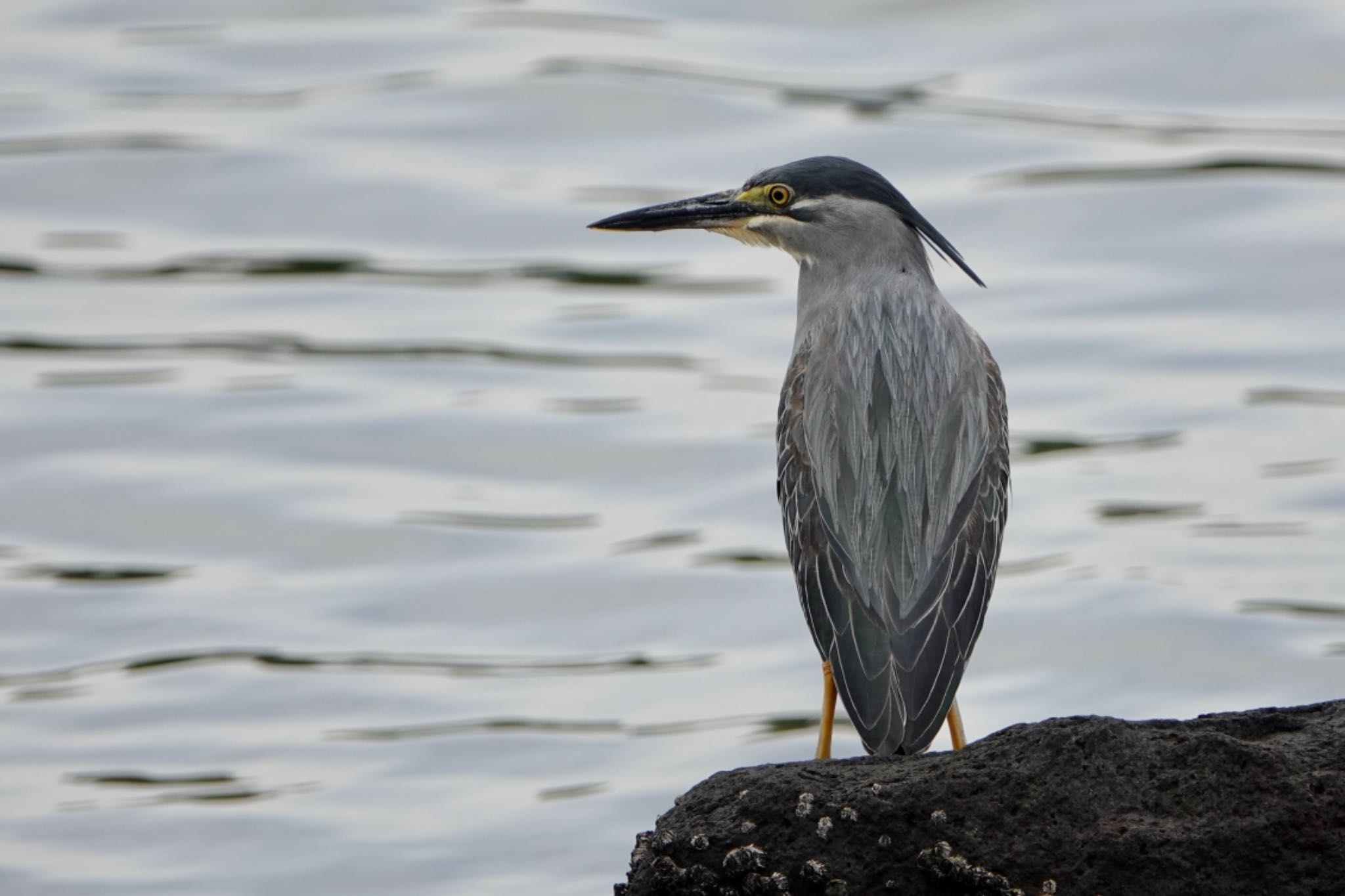 Photo of Striated Heron at 東京都 by ひじり