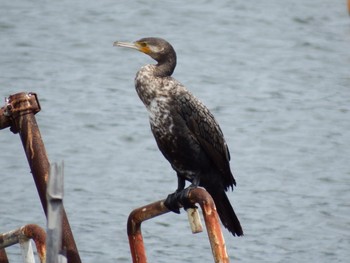 Great Cormorant 平潟湾 Sat, 5/29/2021