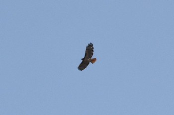 Red-tailed Hawk