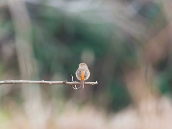 Daurian Redstart 甲山森林公園 Wed, 2/8/2017