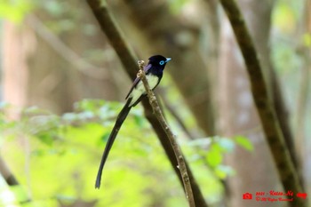 Black Paradise Flycatcher 八王子城跡 Sat, 5/29/2021