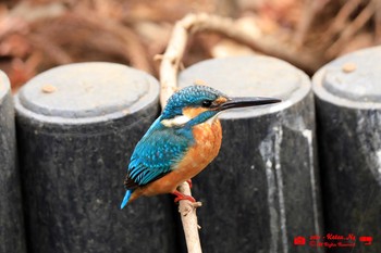 Common Kingfisher 明治神宮御苑 Sun, 1/17/2021