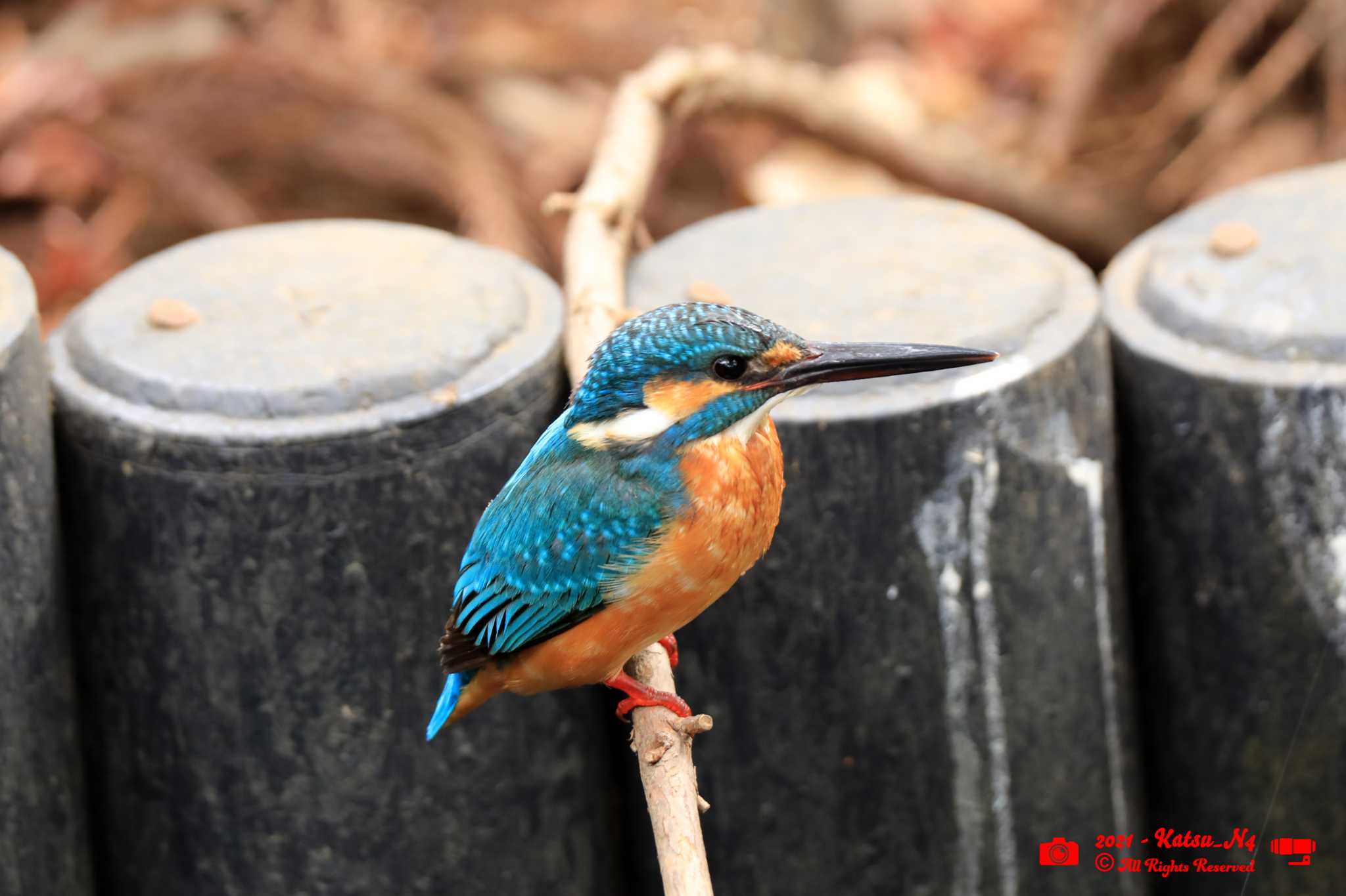 Photo of Common Kingfisher at 明治神宮御苑 by katugon