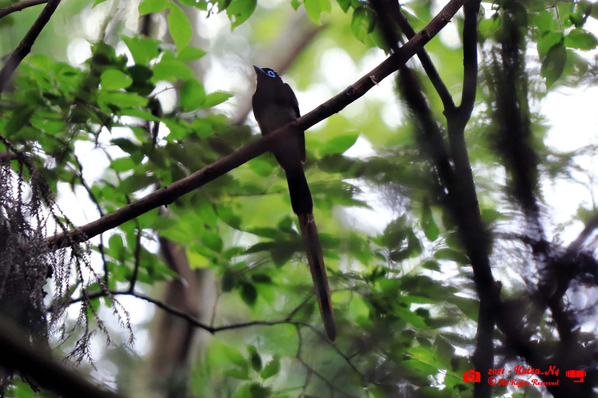 Photo of Black Paradise Flycatcher at 八王子城跡 by katugon