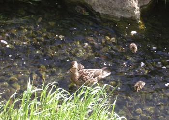 Mallard 安春川(札幌市北区) Sat, 5/29/2021