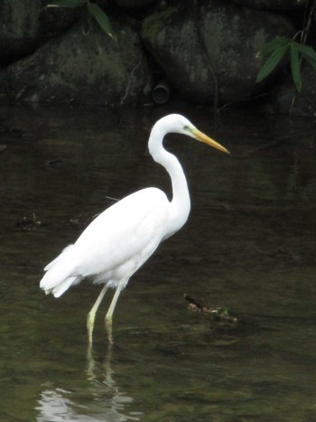 2021年5月29日(土) 中島公園の野鳥観察記録