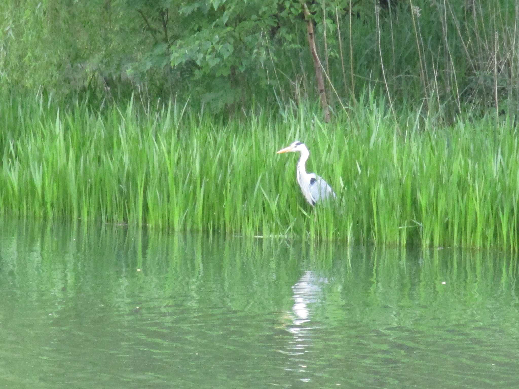 中島公園 アオサギの写真 by ゴト