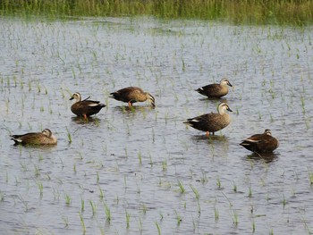 カルガモ 大久保農耕地 2021年5月29日(土)