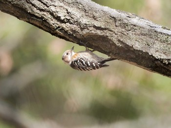 Japanese Pygmy Woodpecker 甲山森林公園 Wed, 2/8/2017