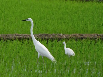 ダイサギ 大久保農耕地 2021年5月29日(土)