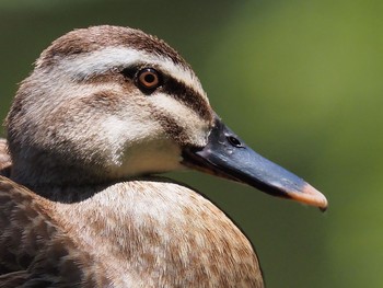 カルガモ 尼崎市元浜緑地公園 2021年5月29日(土)