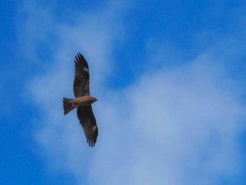 Black Kite 甲山森林公園 Fri, 1/6/2017