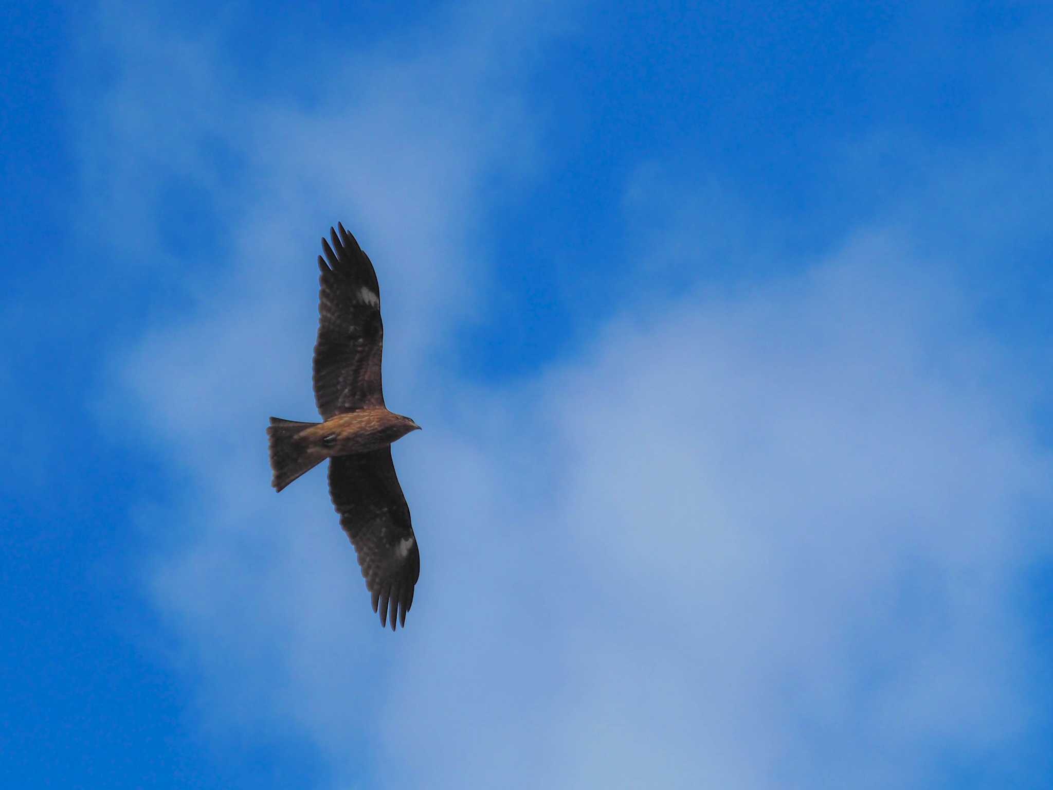 Photo of Black Kite at 甲山森林公園 by ハク