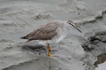 2021年5月29日(土) 多摩川の野鳥観察記録