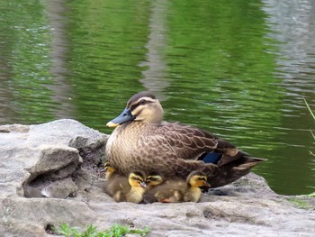 2021年5月29日(土) 鶴舞公園(名古屋)の野鳥観察記録