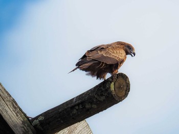 Black Kite 甲山森林公園 Fri, 1/6/2017