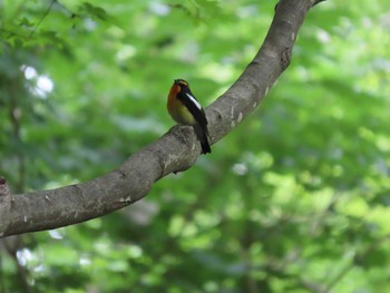 2021年5月29日(土) 高尾山の野鳥観察記録