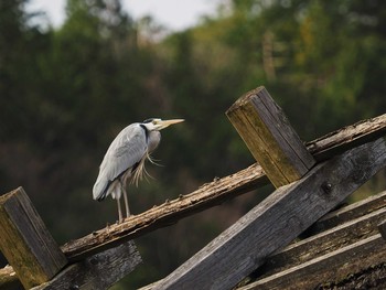 Grey Heron 甲山森林公園 Fri, 1/6/2017