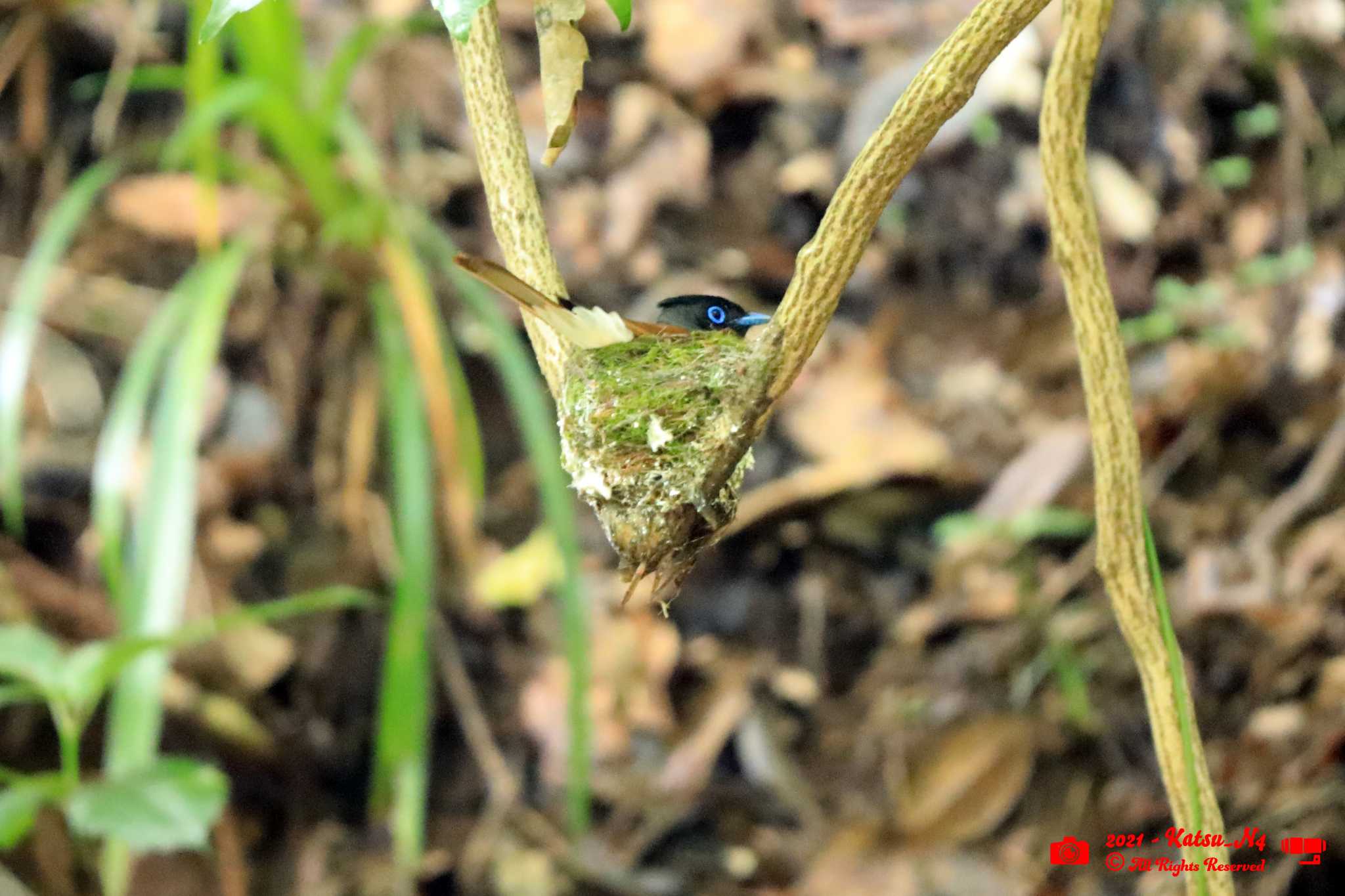 Photo of Black Paradise Flycatcher at 八王子城跡 by katugon