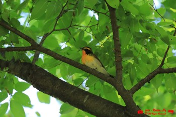 Narcissus Flycatcher Mizumoto Park Sun, 5/2/2021