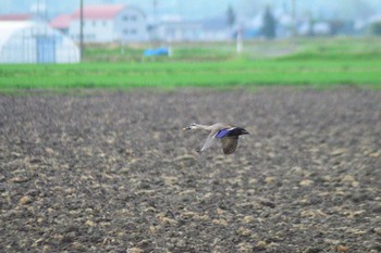 2021年5月29日(土) 長沼町の野鳥観察記録