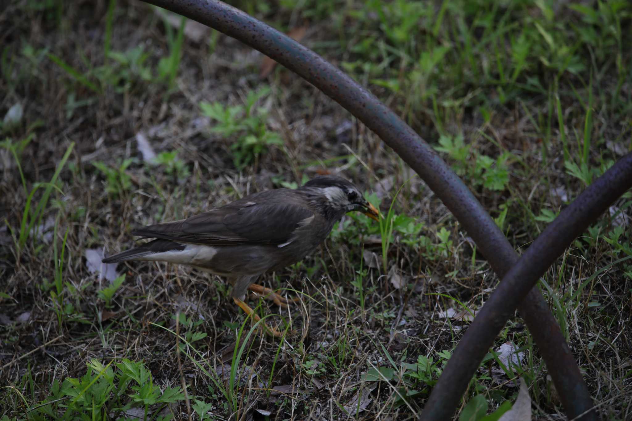 Photo of White-cheeked Starling at Osaka castle park by 蕾@sourai0443