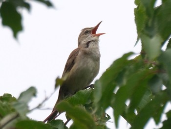 オオヨシキリ 守谷野鳥のみち 2021年5月28日(金)