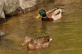 マガモ 月寒公園 2021年5月29日(土)