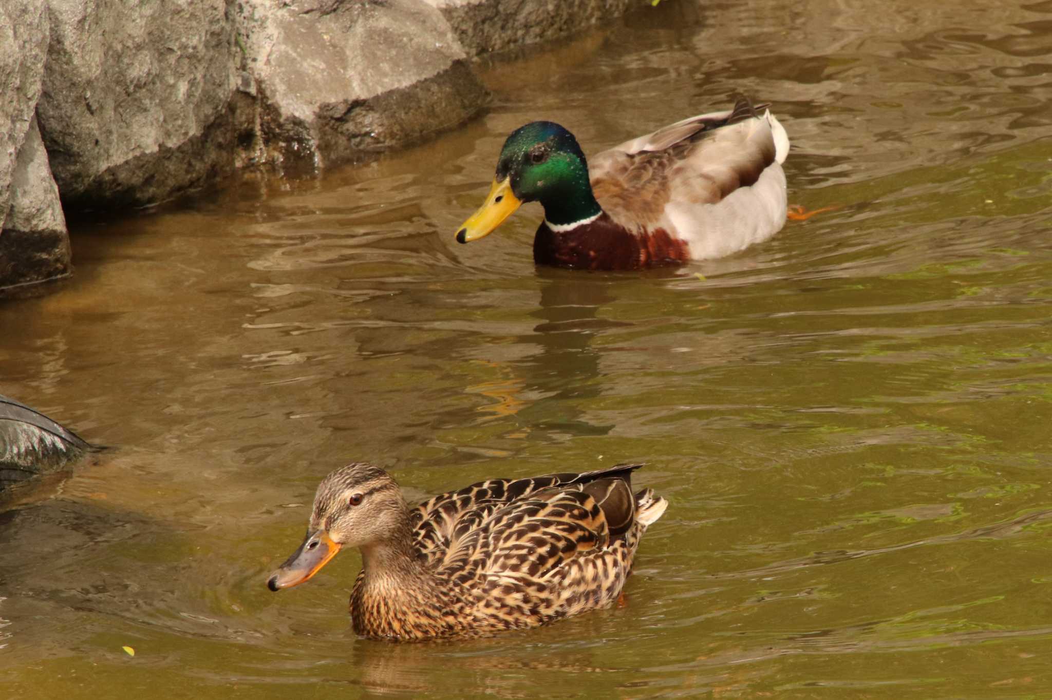 月寒公園 マガモの写真 by しゅうへい