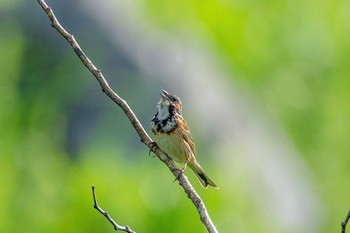 Chestnut-eared Bunting 山口県秋吉台 Sat, 5/29/2021